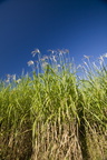 Miscanthus1 018.jpg